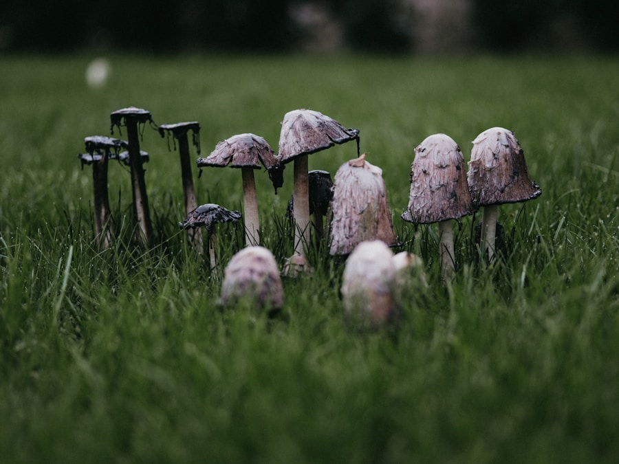 Photo mushrooms