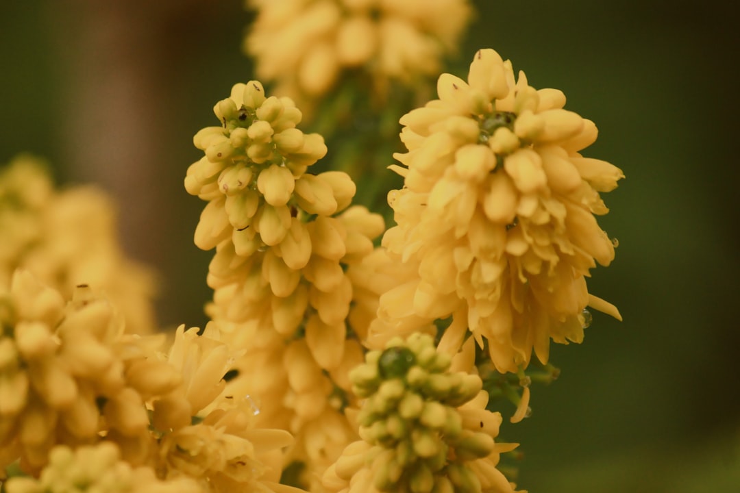 Photo mustard color