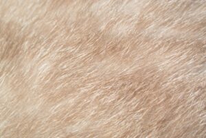 Photo wool