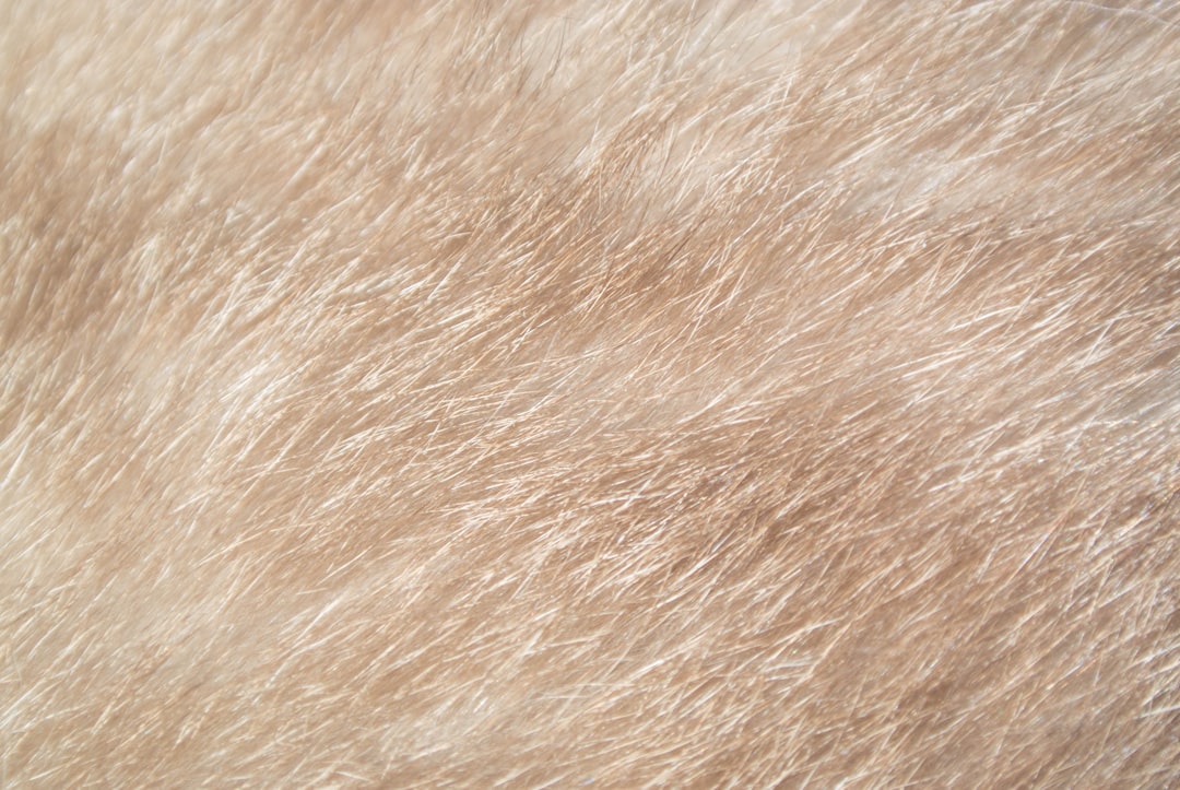 Photo wool