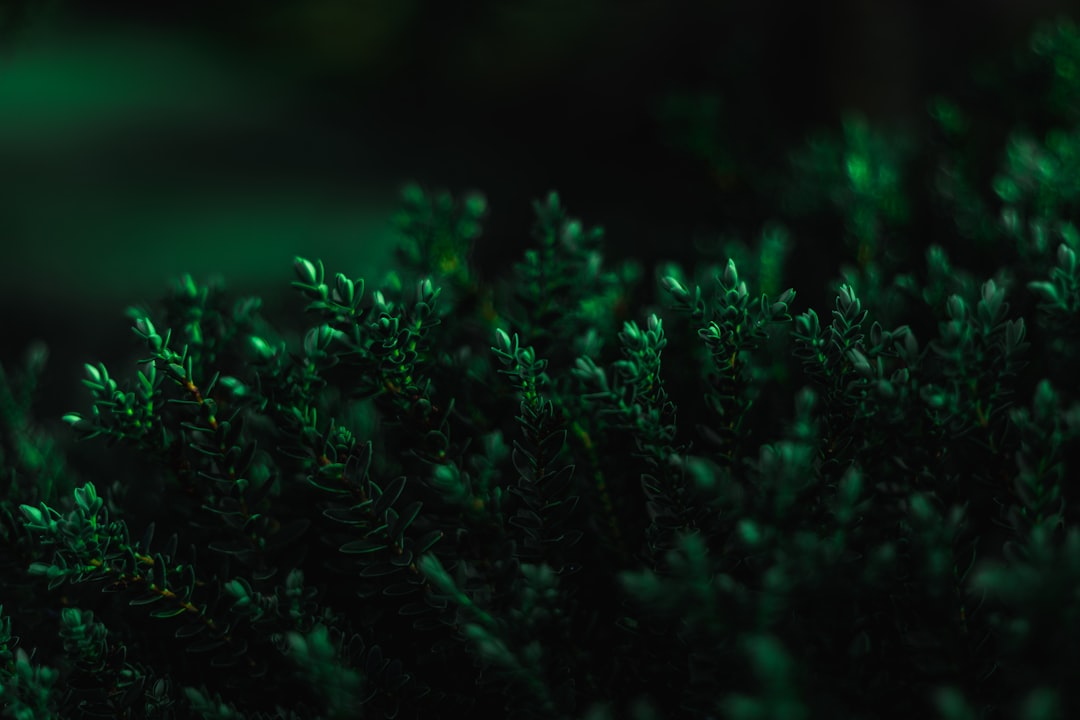 Photo dark green dress