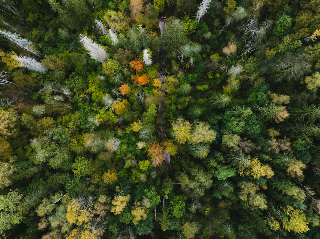 Photo forest