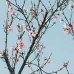 Photo powder pink
